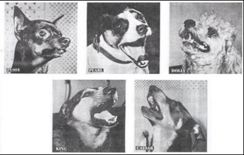 The Story Behind the "Jingle Bells" Dog Bark Song: A Howling Holiday Classic